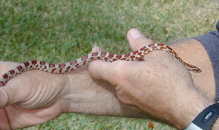 Milkweed Snake